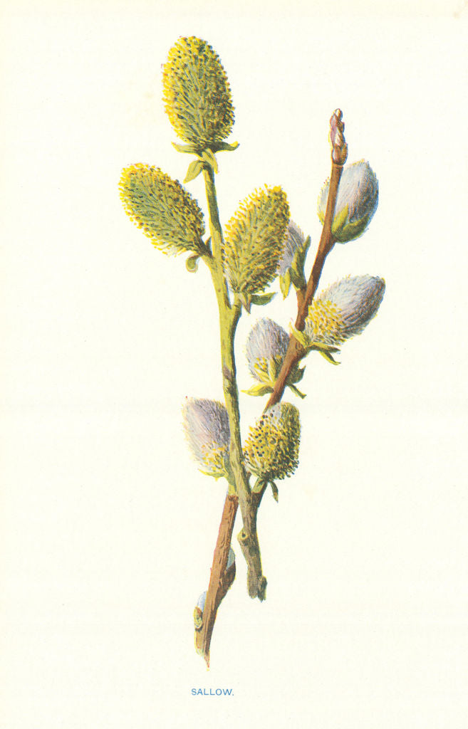 Sallow. Wild Flowers by Frederick Edward Hulme c1895 old antique print picture